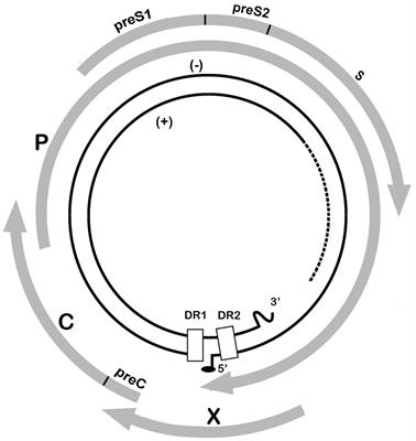 Origins and Evolution of the Primate Hepatitis B Virus